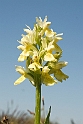 Hyldegogeurt_SWE5044