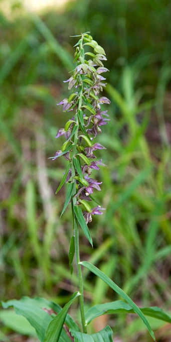 Skov-Hullæbe.20100730_1423.jpg