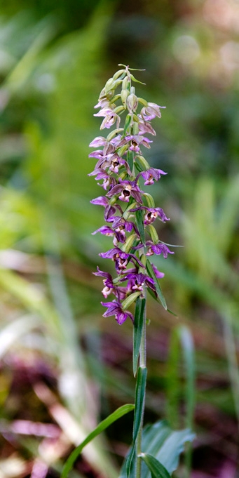 Skov-Hullæbe.20100730_1433.jpg