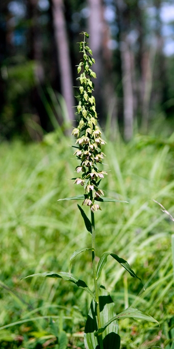 Skov-Hullæbe.20100730_1461.jpg
