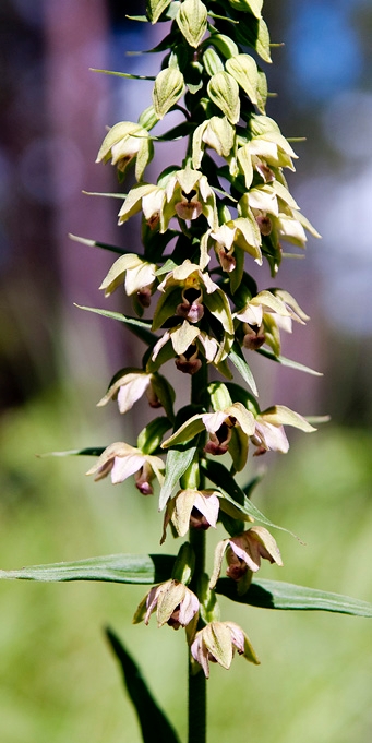 Skov-Hullæbe.20100730_1463.jpg