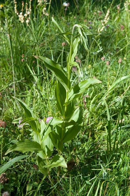 Skov-hullæbe.20110620_7735.jpg