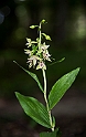 Epipactis leptochila(storblomstret hullæbe).20160731_0011