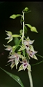 Epipactis leptochila(storblomstret hullæbe).20160731_0017