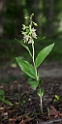 Epipactis leptochila(storblomstret hullæbe).20160731_0023