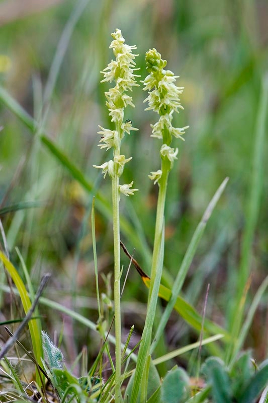 Glat hullæbe.20140628_5772.jpg