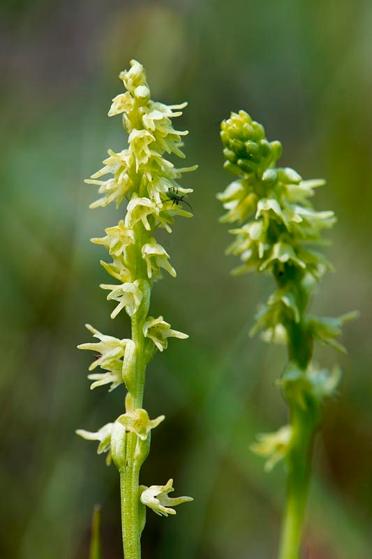 Glathullæbe.20140628_5767.jpg