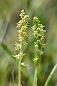 Glat hullæbe20140628_5764