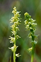 Glathullæbe.20140628_5767