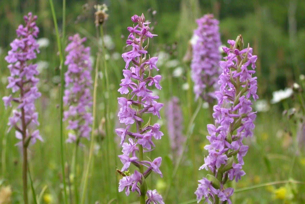 DSCN3596.JPG - Fragrant Orchid (Gymnadénia conópsea) Langakset Trådspore, Sweden.