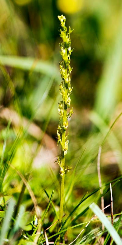 Hammerbya paludosa (hjertelæbe).20160727_1657.jpg