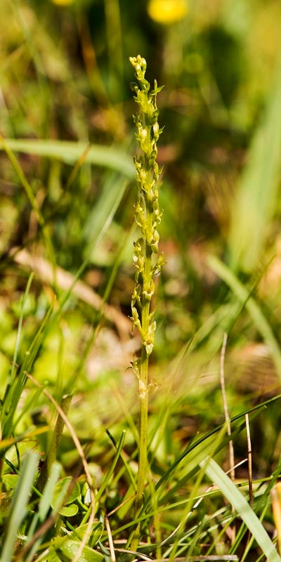 Hammerbya paludosa (hjertelæbe).20160727_1658.jpg