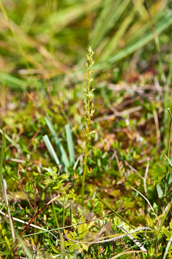 Hjertelæbe.201103aug_0342.jpg