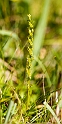 Hammerbya paludosa (hjertelæbe).20160727_1656