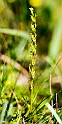 Hammerbya paludosa (hjertelæbe).20160727_1657