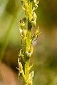 Hammerbya paludosa (hjertelæbe).20160727_1657a