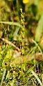 Hammerbya paludosa (hjertelæbe).20160727_1658