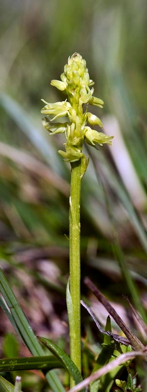 Pukkellæbe.20170605_7608.jpg