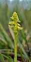 Pukkellæbe.20170605_7535