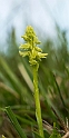 Pukkellæbe.20170605_7544