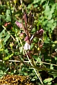 Himantoglossum comperianum.20140507_5654
