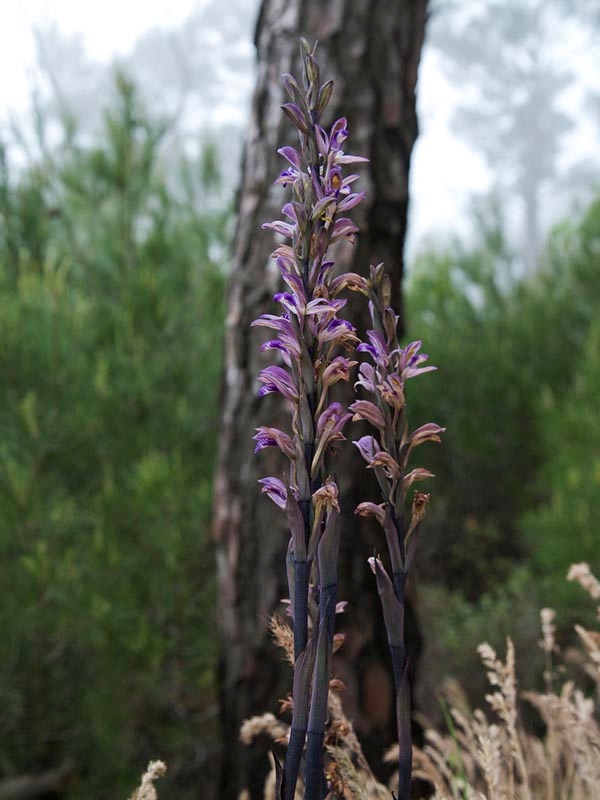Limodorum abortivum_DSC7440.jpg