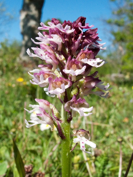 Bakkegogelilje.200930maj_0913.jpg - Burnt Orchid (Orchis ustuláta), Bakke-gøgeurt, Sweden.