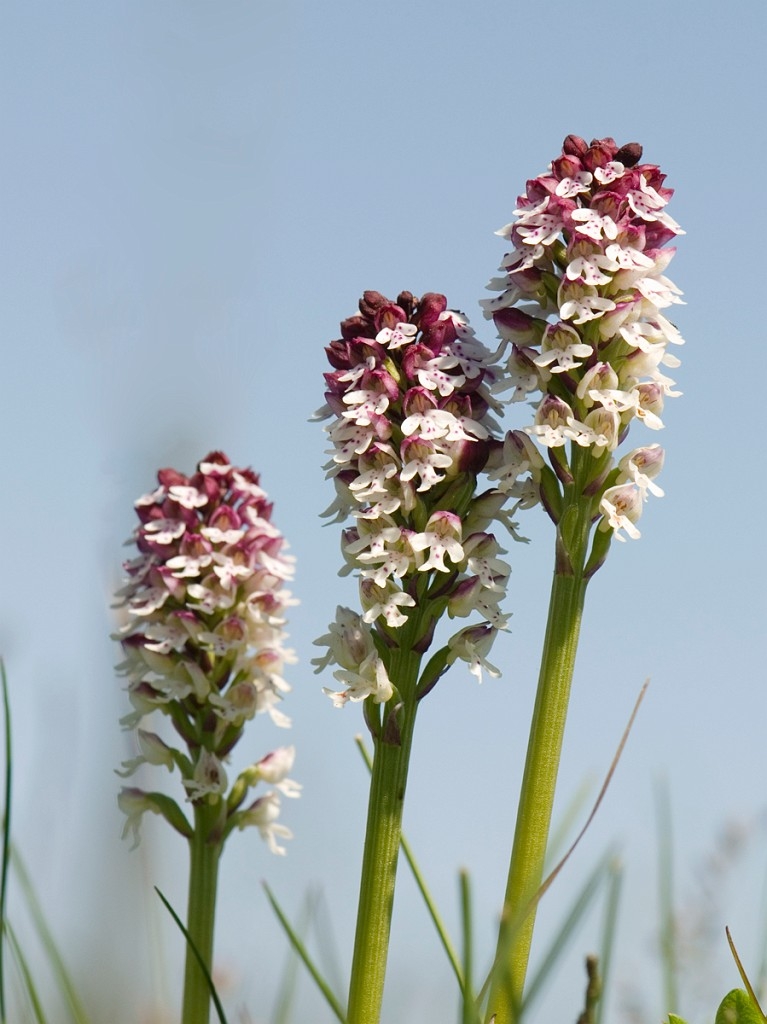 Bakkegogeurt_SWE5257.jpg - Burnt Orchid (Orchis ustuláta), Bakke-gøgeurt, Sweden.
