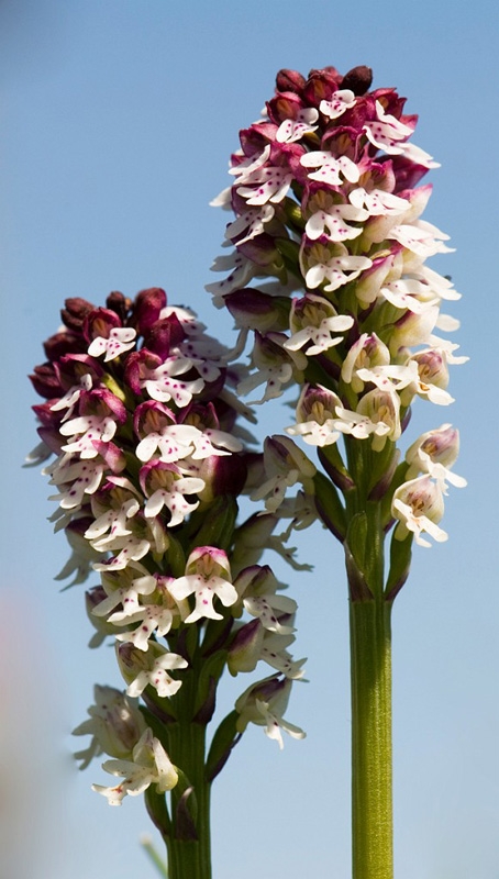 Bakkegogeurt_SWE5260.jpg - Burnt Orchid (Orchis ustuláta), Bakke-gøgeurt, Sweden.