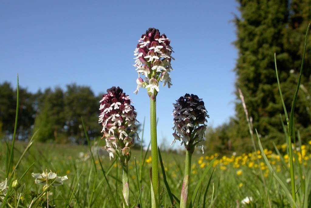 DSCN2911.JPG - Burnt Orchid (Orchis ustuláta), Bakke-gøgeurt, Sweden.