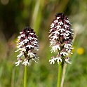 Bakkegogeurt.200930maj_0839
