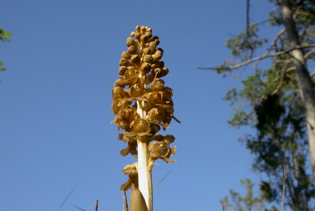 DSCN3359.JPG - Bird's Nest Orchid (Neóttia nidus-ávis) Rederod, Sweden 2004