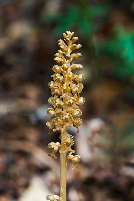 Rederod_DSC8372_20130602.jpg