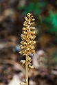 Rederod_DSC8372_20130602
