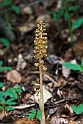 Rederod_DSC8380_20130602