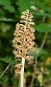Rederod_SWE5357