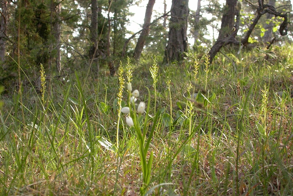 DSCN3304.JPG - Common Twayblade (Listéra ováta) Ægbladet Fliglæbe, Sweden.