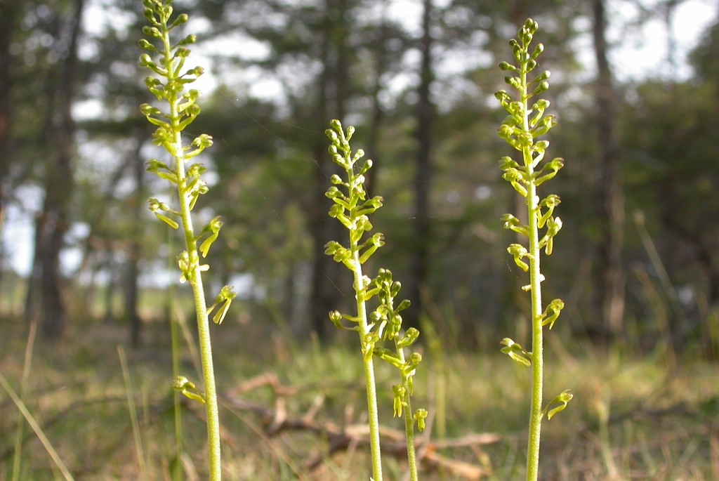 DSCN3310.JPG - Common Twayblade (Listéra ováta) Ægbladet Fliglæbe, Sweden.