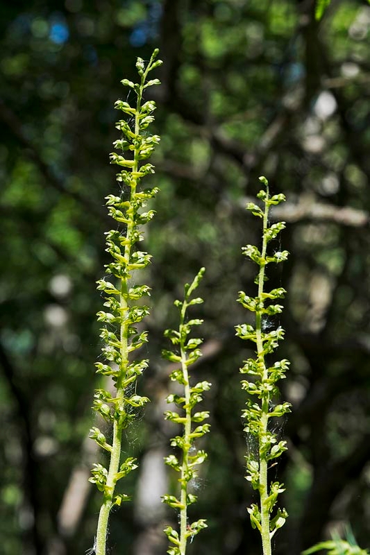 Toblad.20170605_7686.jpg