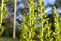 DSCN3371