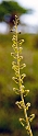 Toblad.20170605_7565