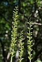 Toblad.20170605_7686