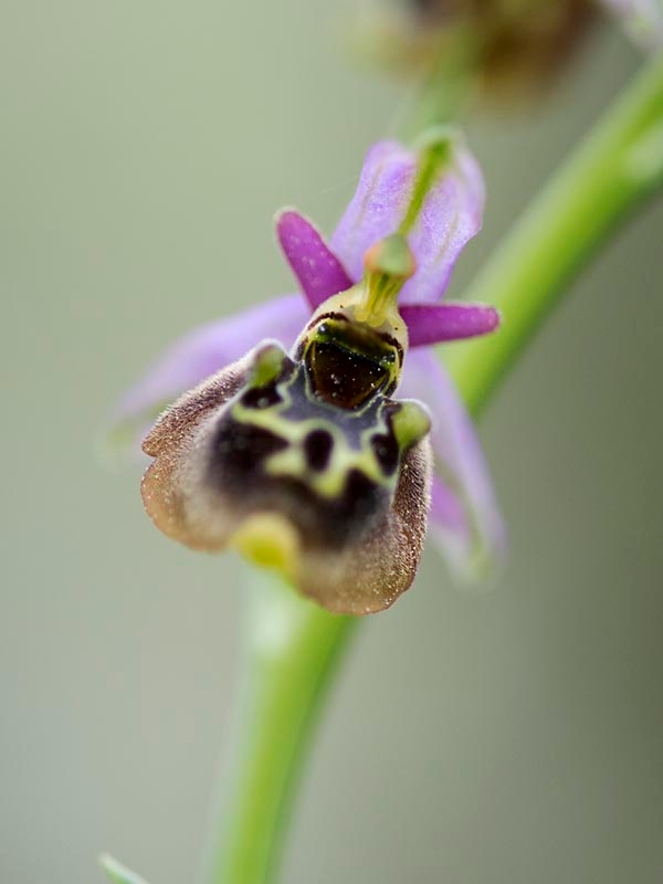 Ophrus homeri_DSC7376.jpg