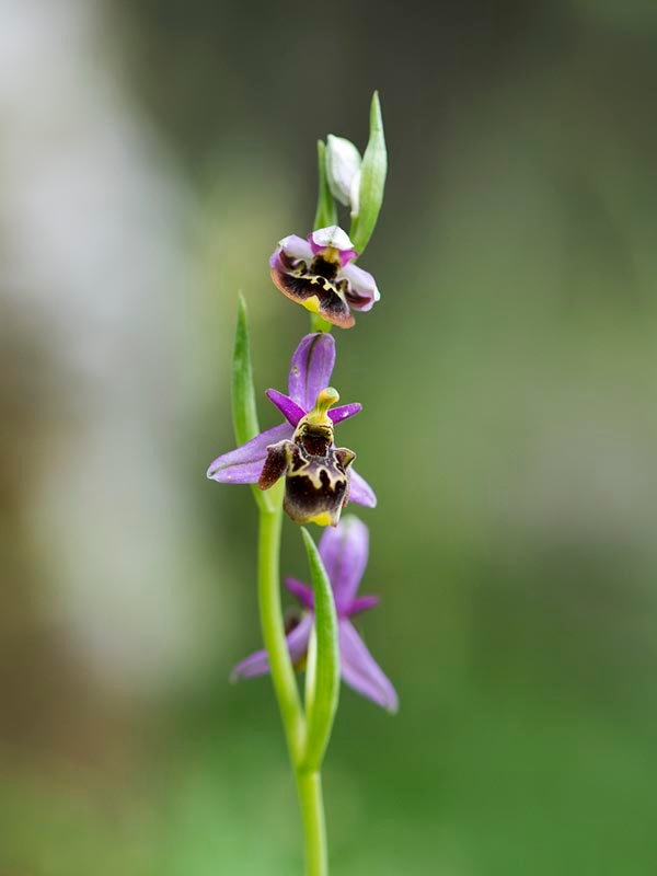 Ophrys homeri_DSC7359.jpg