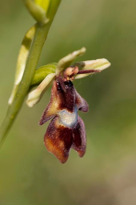 Flueblomst.20110620_7687.jpg
