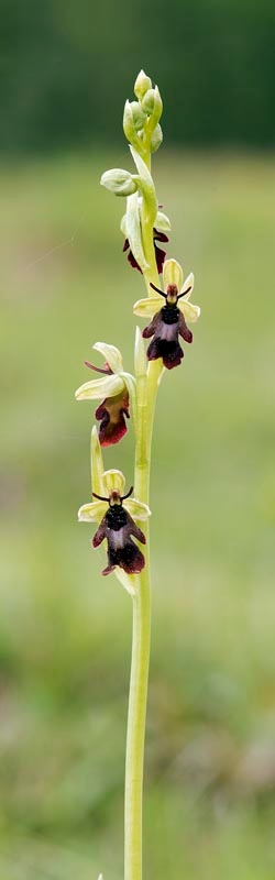 Flueblomst.20170605_7558.jpg