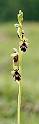 Flueblomst.20170605_7558