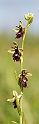 Flueblomst.20170605_7593