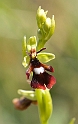 Flueblomst_SWE5288