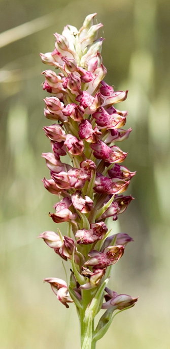 Orkide.30apr2008_0900.jpg - Bug Orchid (Orchis coriophora), Cyprus 2009